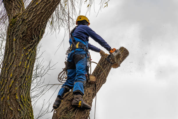 Residential Tree Removal in Clarksburg, WV